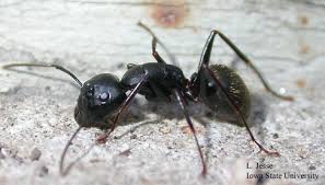 Pest control for carpenter ants