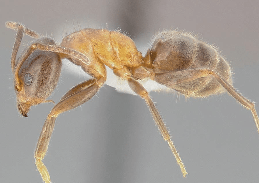 Velvety ant