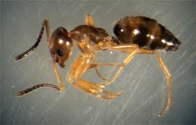 odorous ants