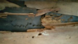 structural damage from carpenter ants