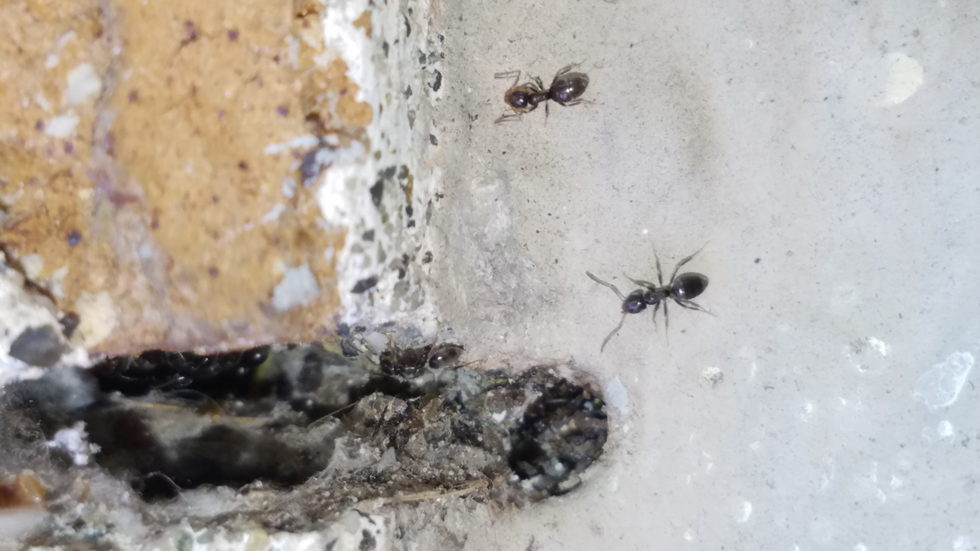 Ampm Exterminators Seattle Ants Control Removal Spraying Kill Service,Cymbidium Orchid Care
