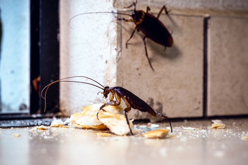 Cockroach Pest Control in King County, WA | Safe & Effective Services