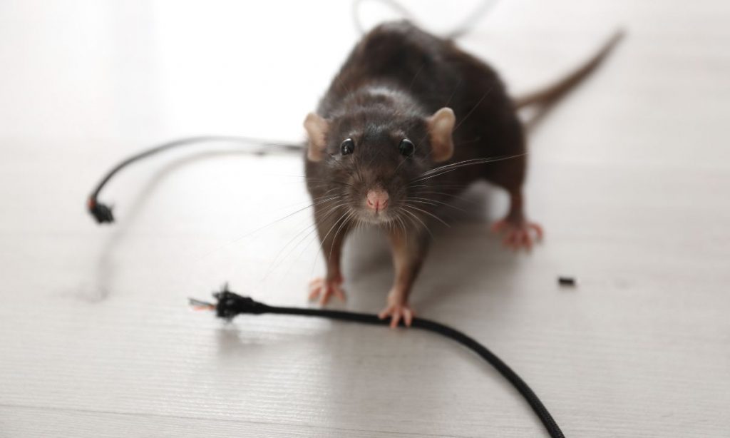 Rat Exterminator Cost