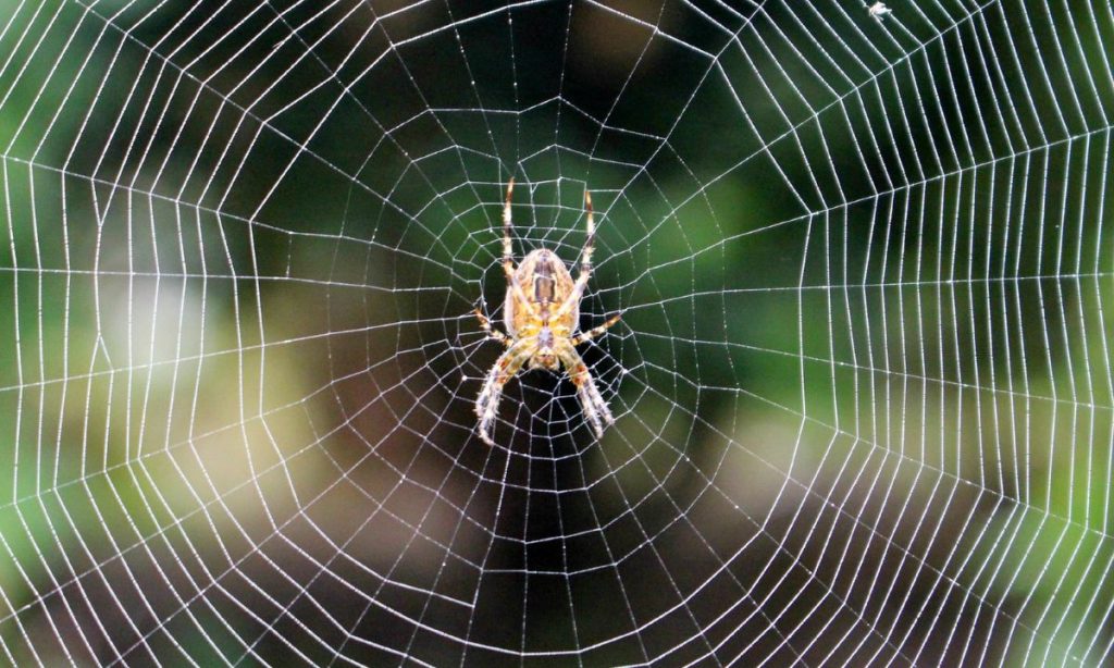 PNW Spiders