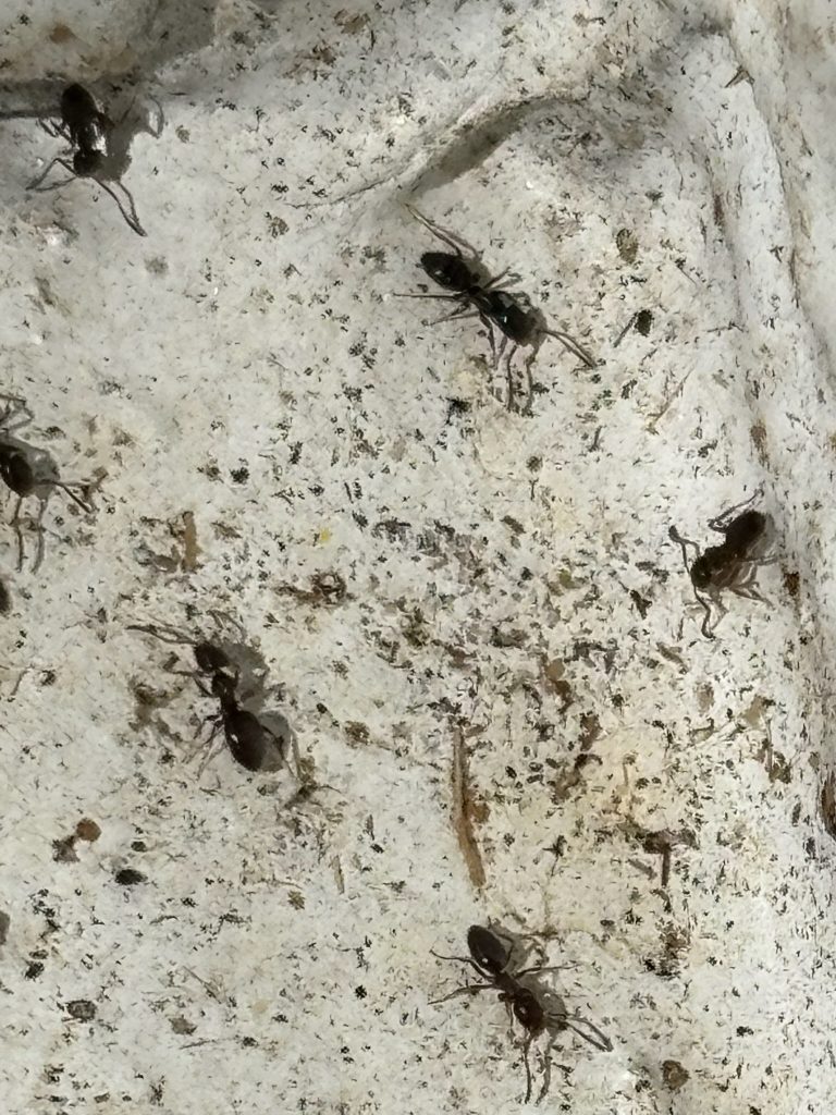 Bellevue Kitchen Infestation Case Study Little Black Ants Gone in 5 Days 2 sugar ants in the kitchen tiny black ants near sink ants on countertops small black ants infestation house ants in Washington homes black ants in pantry ants under kitchen cabinets ant control for kitchens interior ant infestation ants in kitchen wall cracks ant removal process how to seal entry points for ants home ant prevention tips indoor ant inspection steps household ant exclusion methods pest activity in kitchens non-chemical ant control solutions home maintenance to stop ants ant-proofing your kitchen King County, WA Seattle, WA Redmond, WA Kirkland, WA Renton, WA Issaquah, WA Sammamish, WA Bothell, WA Mercer Island, WA Shoreline, WA Kenmore, WA Woodinville, WA Newcastle, WA Tukwila, WA Burien, WA Maple Valley, WA sugar ant problems in Kirkland kitchens how to remove tiny ants in Seattle homes black ants under cabinets in Redmond WA what attracts ants in Renton kitchens pest control tips for black ants in Issaquah ant prevention in King County kitchens sealing cracks to stop ants in Mercer Island homes