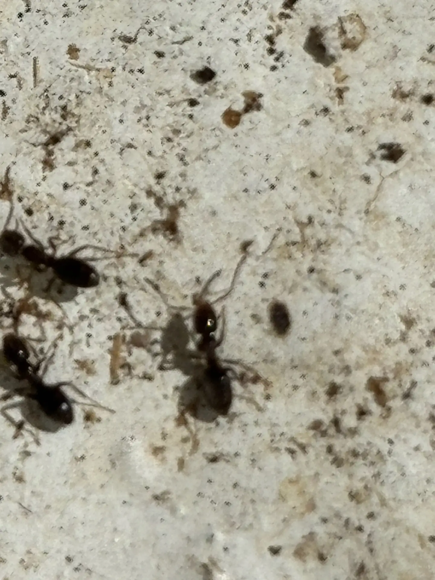 Technician applying a plant-based, non toxic insecticide spray along the interior baseboards and under a kitchen sink in a Mercer Island home.