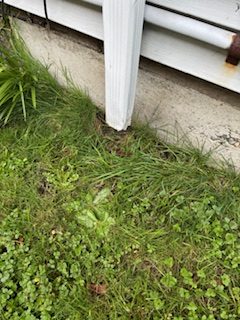 Small black sugar house ants being treated and eliminated by professional pest control exterminator in Seattle King County WA
