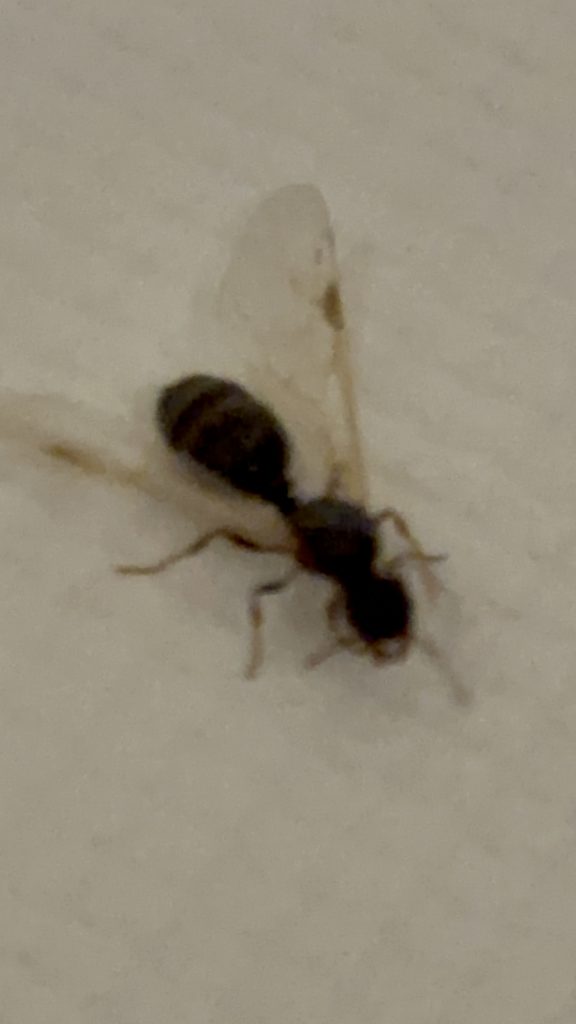 Tiny Small House Little Kitchen Black Ants Control Removal Extermination Exterminators King County, WA 1 Queen Ants Extermination