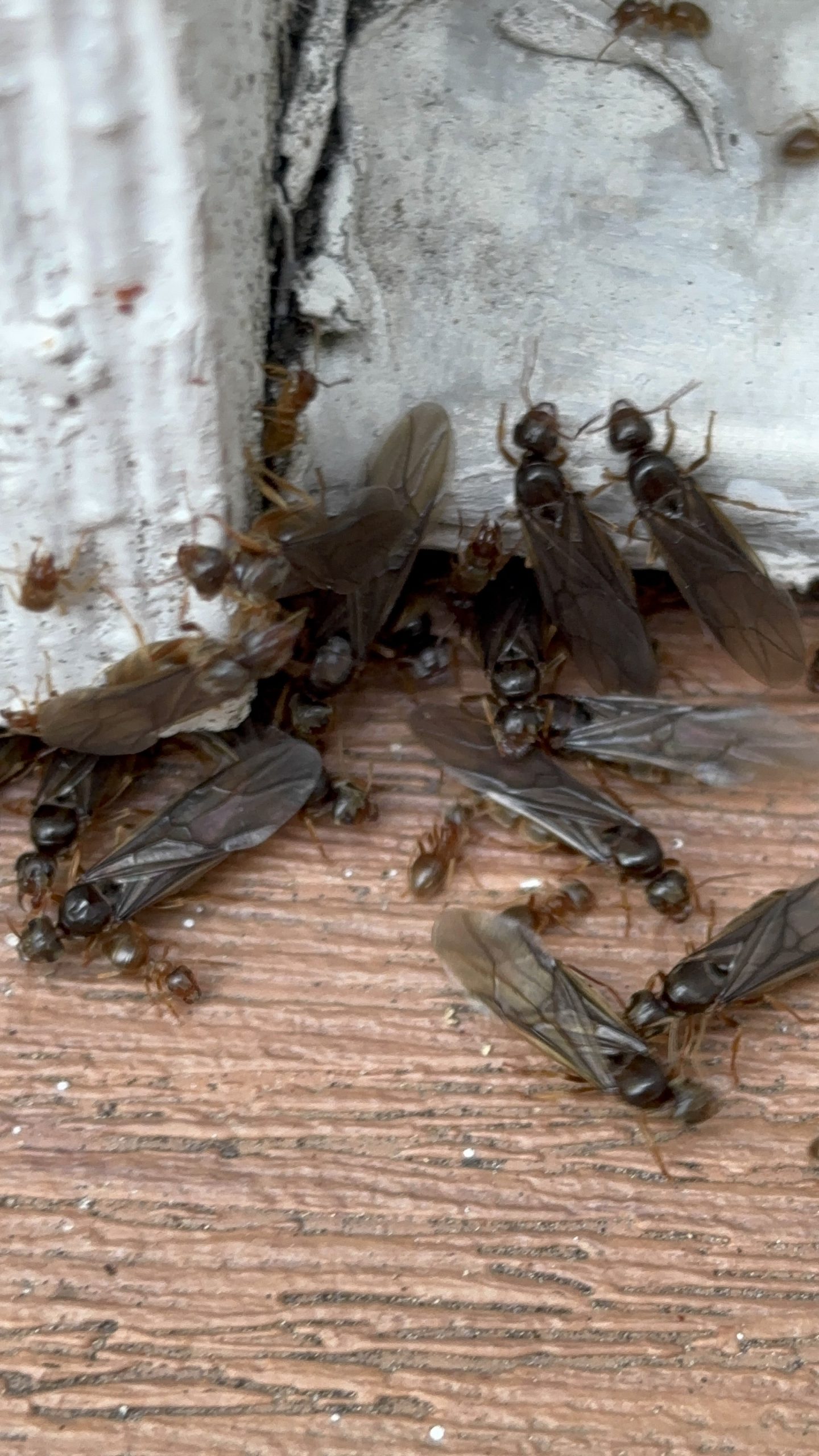A licensed exterminator applying a precise, targeted barrier treatment along the foundation of a home in Seattle's Queen Anne neighborhood to eliminate ant trails.