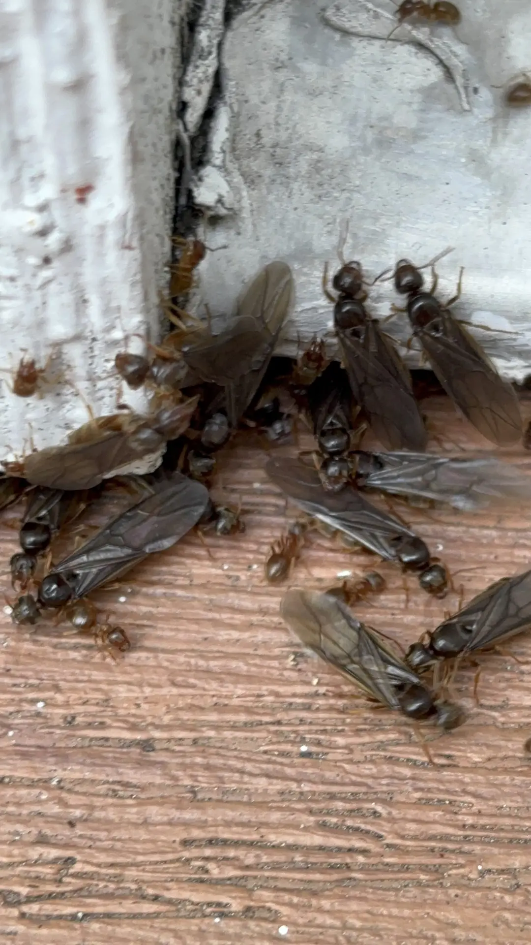 A licensed exterminator applying a precise, targeted barrier treatment along the foundation of a home in Seattle's Queen Anne neighborhood to eliminate ant trails.