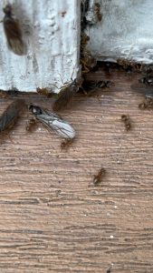 Professional moisture ant extermination services by AMPM Exterminators for homes and businesses throughout King County, Washington.