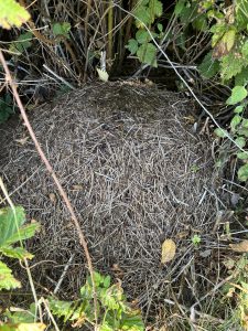 large reddish-black Thatching Ant (Formica obscuripes) from a lawn mound in King County, Washington.