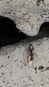 AMPM Exterminators technician applying professional-grade gel bait for sugar ant elimination in Bellevue kitchen