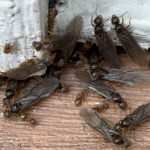 Dead ants and winged insects scattered Moisture ants on wood showing water damage in Seattle home