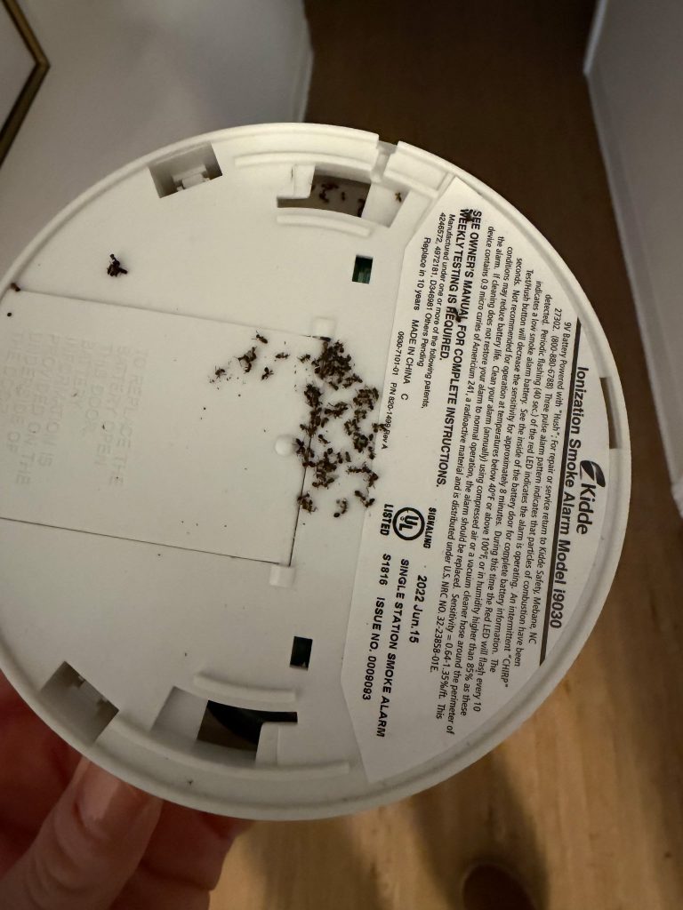 Ants in Walls Seattle