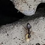 Tiny black sugar ants on kitchen counter requiring professional pest control Seattle