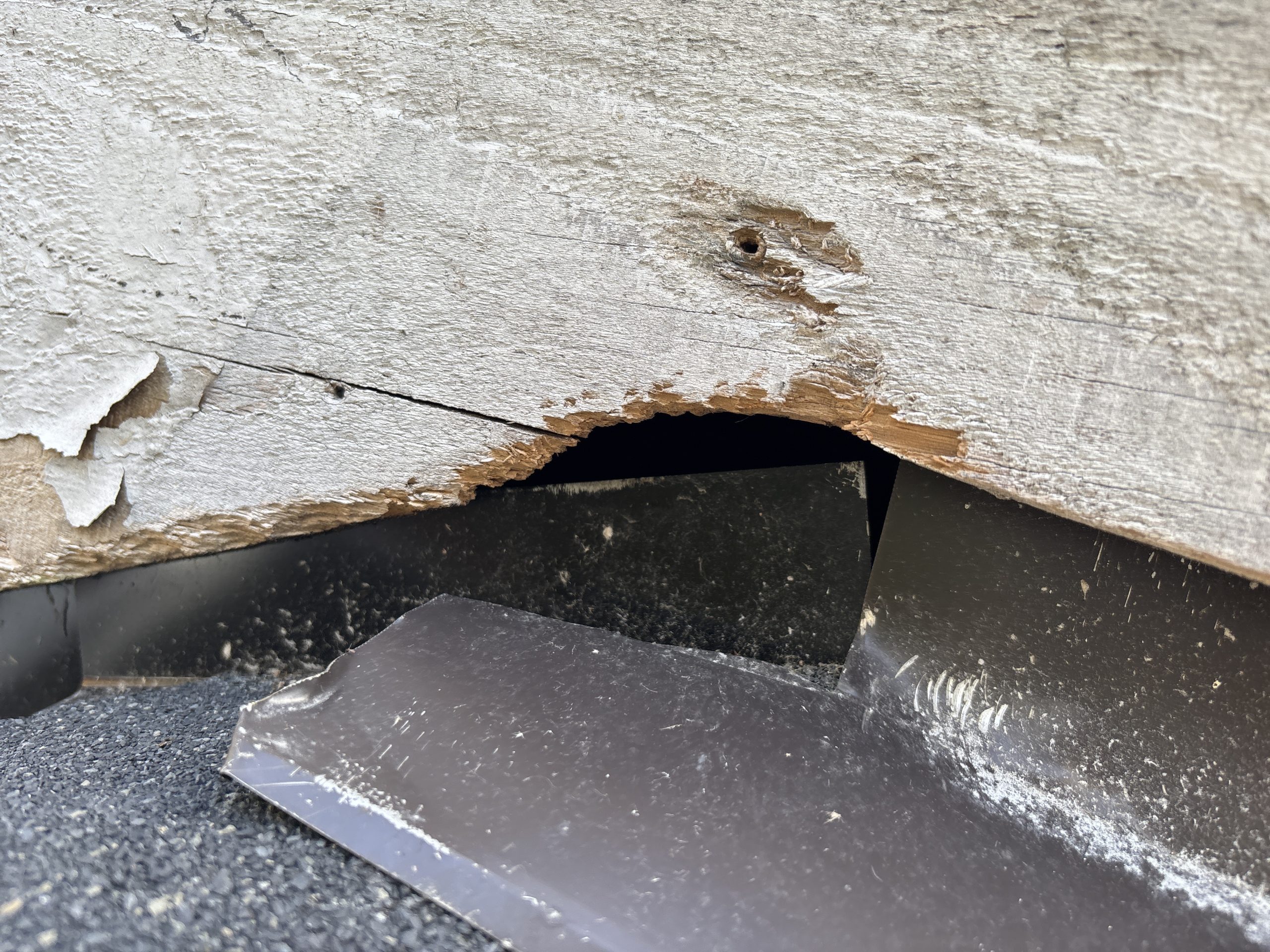 Affordable rat removal Seattle AMPM Exterminators scaled