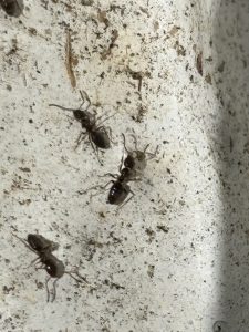 Licensed pest control technician applying ant bait treatment inside Seattle kitchen