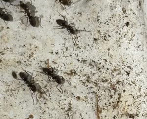 Before and after professional ant extermination in a Seattle kitchen showing complete colony elimination