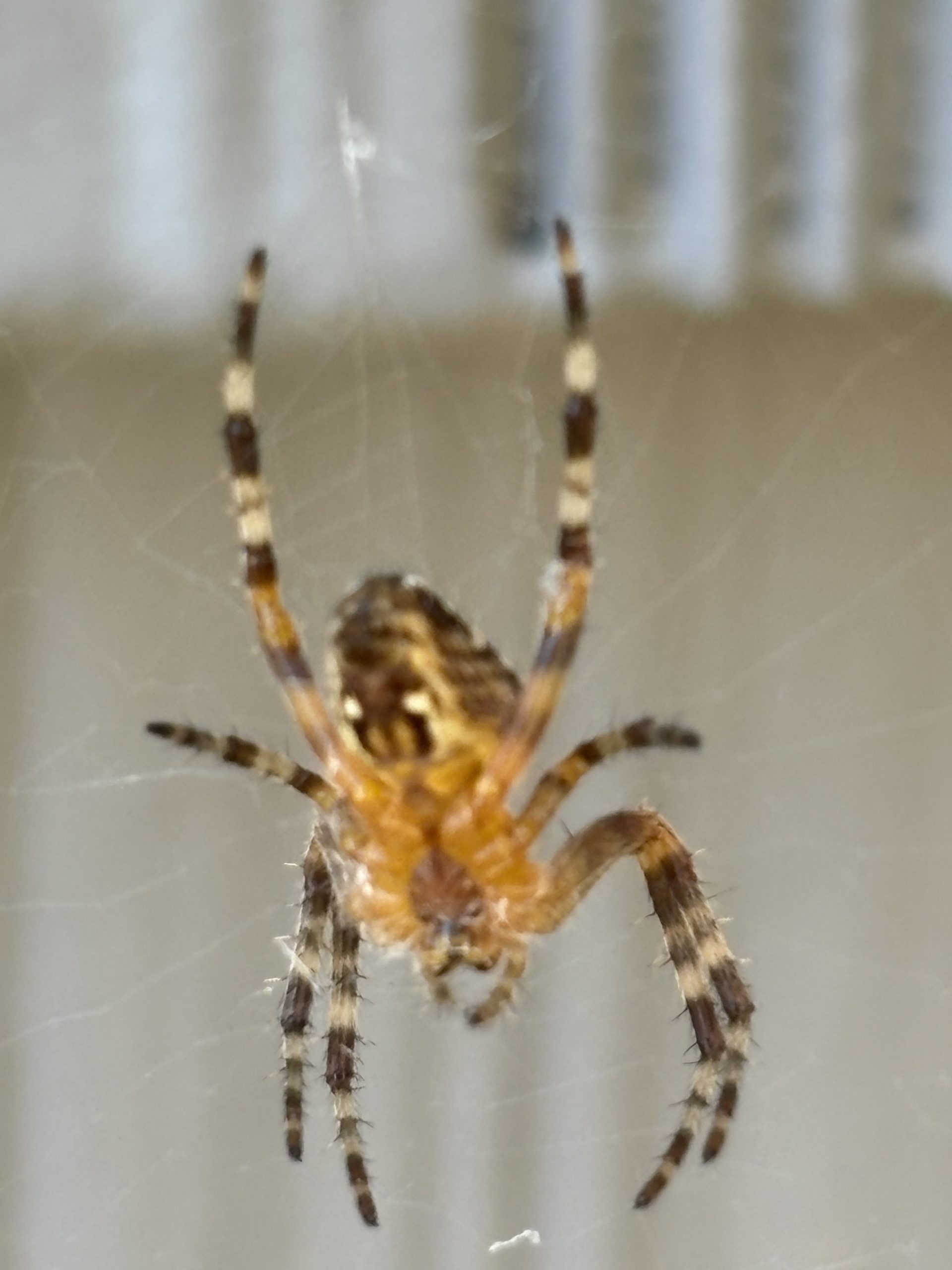 A commercial pest control technician in blue coveralls and a respirator mask applies targeted insecticide to a high corner indoors, where a large orb weaver web and several common house spiders are visible, with a King County, WA service vehicle parked outside.