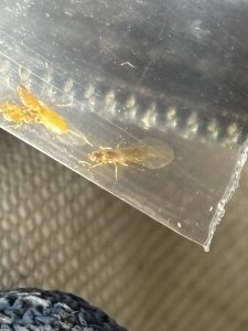 Close up of a small yellow moisture ant standing on a wet wall stud in Seattle home with a digital moisture meter reading 23 percent indicating active water damage