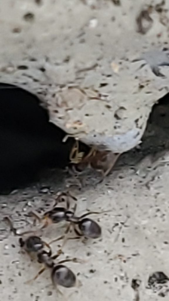 Ants exterminators
