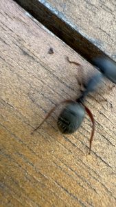 Close-up of a large black carpenter ant on weathered wood with sawdust and smooth galleries, showing mandibles and segmented body.