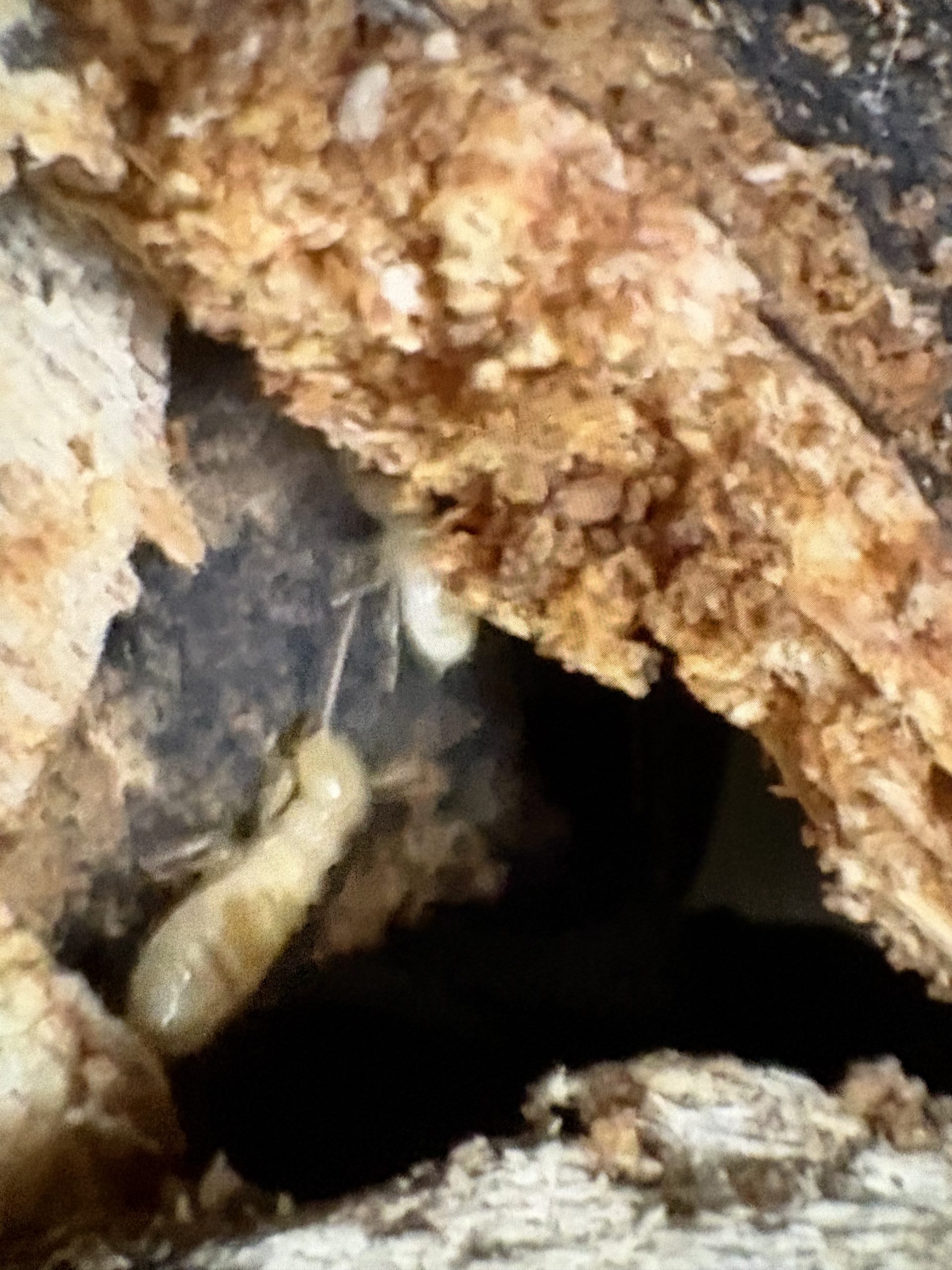 Termite damage discovered in a King County home attic with wood destruction requiring professional termite inspection and treatment. Subterranean termite infestation damaging structural wood inside a residential property in Bellevue, Washington. Termite mud tubes and wood damage found during a home inspection in Sammamish, WA. Professional termite inspection revealing active termite activity in an attic of a luxury home in Medina, WA. Structural termite damage affecting wood framing in a Mercer Island residence requiring termite extermination services.