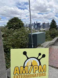 Professional carpenter ant control treatment in Kirkland, WA, targeting carpenter ant nests, wall voids, and structural wood infestations in residential properties.