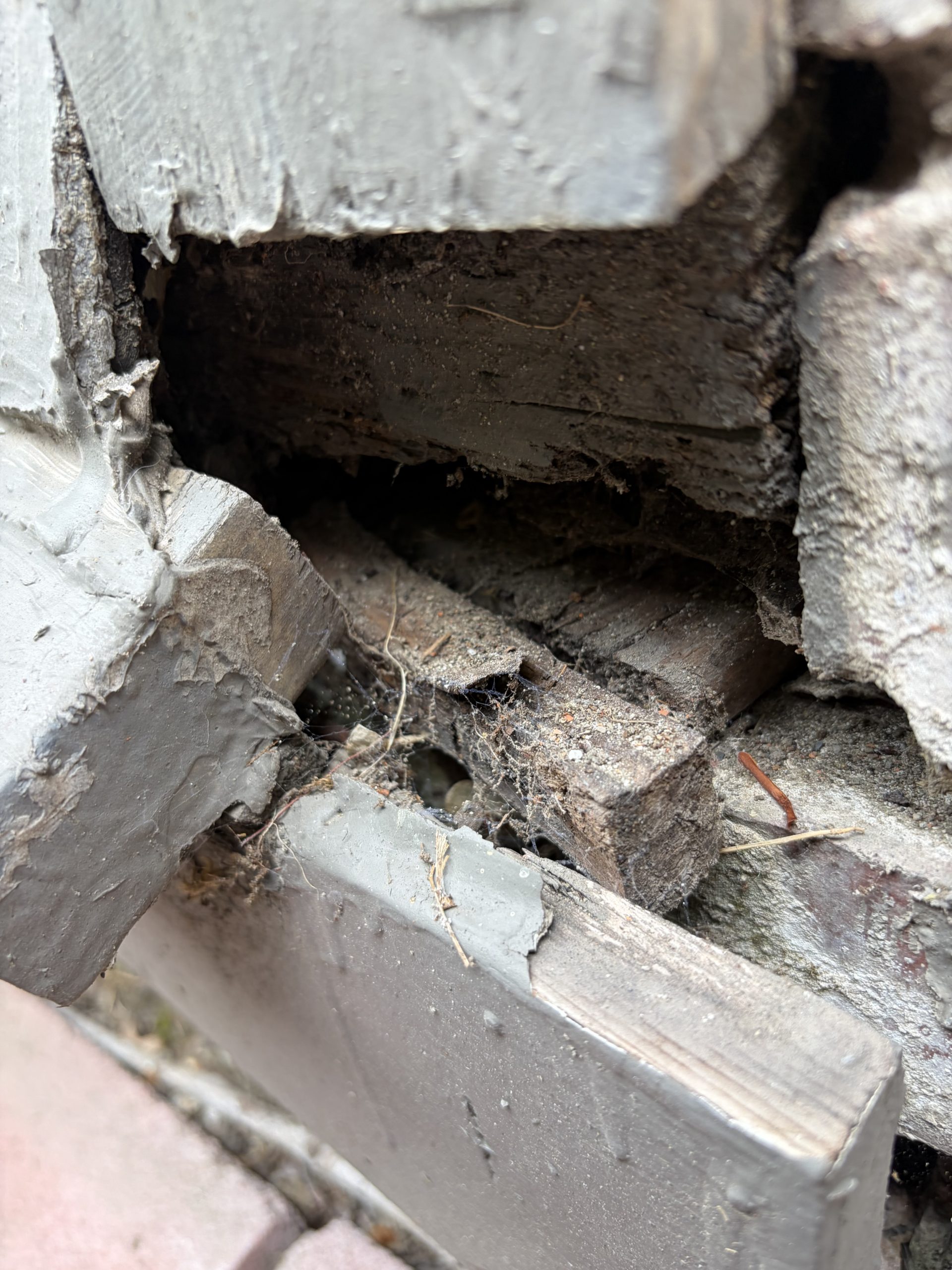Rat extermination Seattle scaled