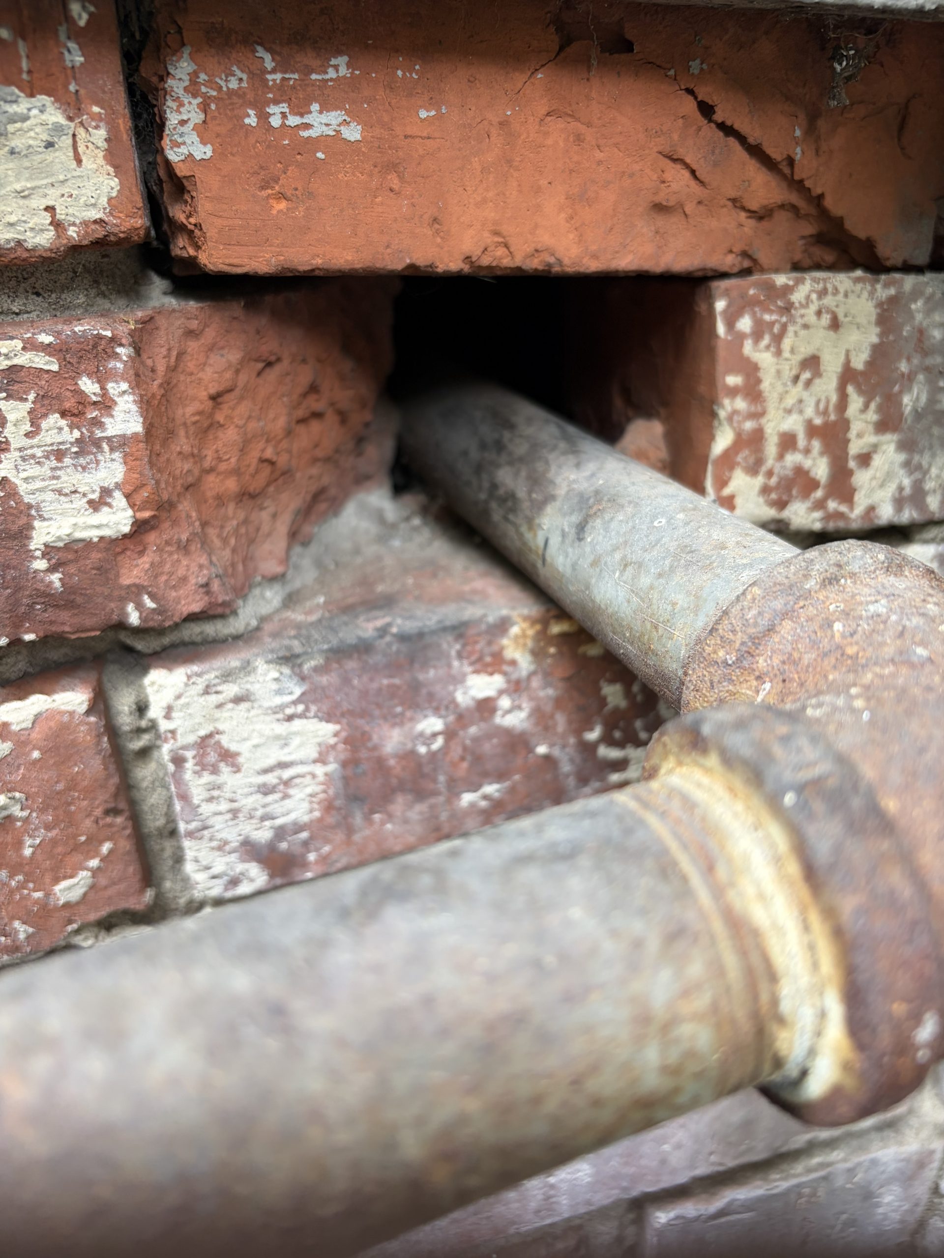 Rat removal Seattle scaled
