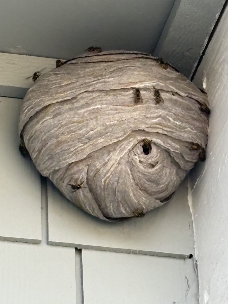 yellow jacket removal King County WA